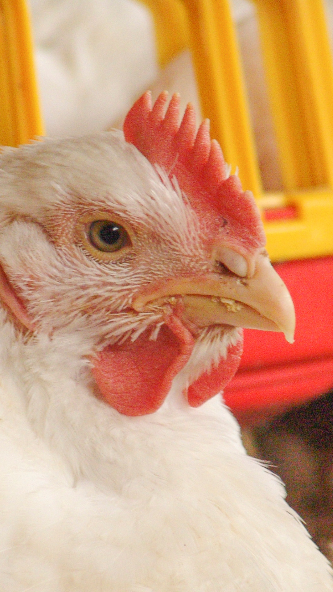 How do resistance genes stack together in poultry bacteria?